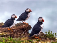 Puffin Viewing Site